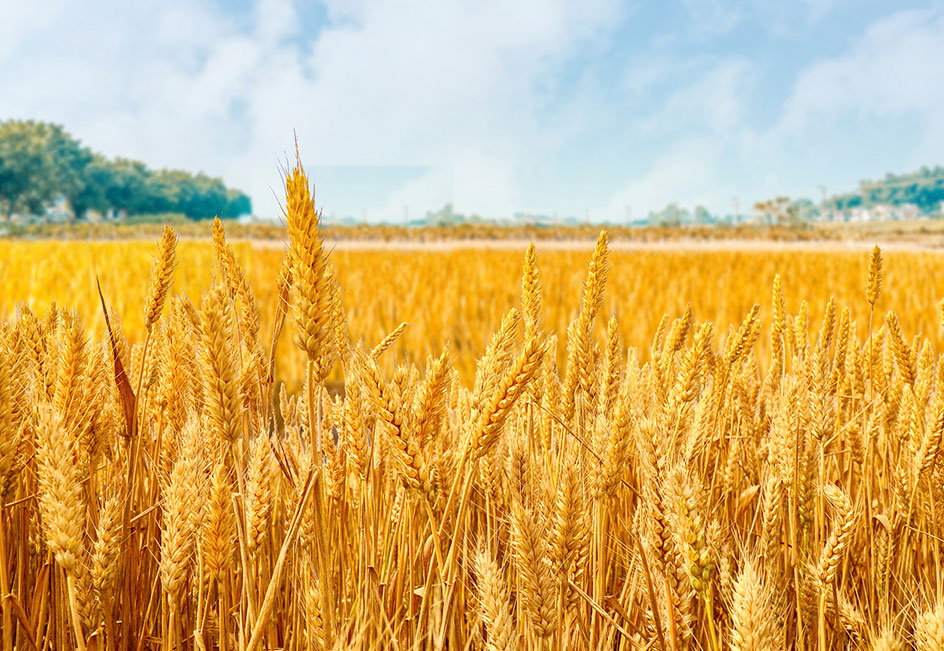 888�ڲ���-����Ϊ��,רҵ����